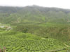   Tea Valley