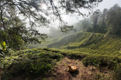 14feb-Cameroon-dji_mimo_20250214_084134_0_1739514577363_photo