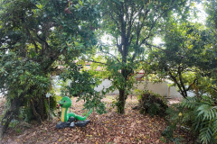 snake-temple-dji_mimo_20250211_111420_0_1739248023149_photo