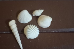 09feb-bk-songhla-songhla-ракушки