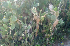 Danang-19-marta-2026-The-Marble-Mountains-kaktusy