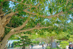 Danang-18-marta-2026-Son-Tra-12