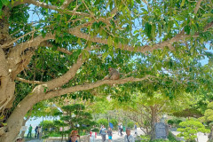 Danang-18-marta-2026-Son-Tra-13