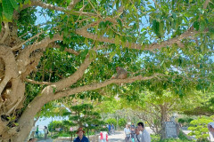 Danang-18-marta-2026-Son-Tra-14