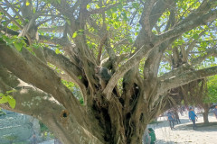 Danang-18-marta-2026-Son-Tra-19