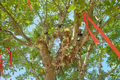 Danang-18-marta-2026-Son-Tra-4