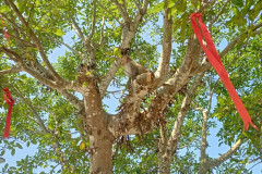 Danang-18-marta-2026-Son-Tra-5