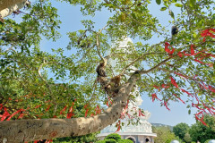 Danang-18-marta-2026-Son-Tra-9