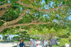 Danang-18-marta-2026-Son-Tra-Obezyana-s-chipsami