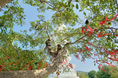 Danang-18-marta-2026-Son-Tra-Obezyany-na-dereve