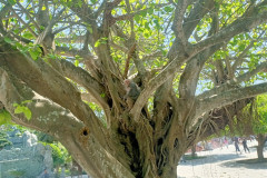 Danang-18-marta-2026-Son-Tra-obezyana