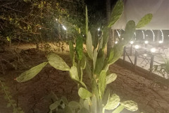 Nya-CHang-BongaVilla-Kaktus