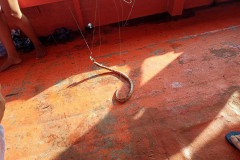 2025-12-29-KohRong-rybalka-zmeyu-pojmali