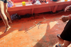 2025-12-29-KohRong-zmeya-na-kryuchke