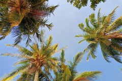 2026-01-02-Koh-Rong-lonely-beach-palmy1