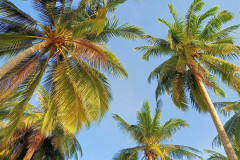 2026-01-02-Koh-Rong-lonely-beach-palmy4