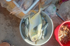 2026-01-02-Koh-Rong-food-fish