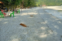 2025-12-30-KohRong-Palm-Beach-sobaki