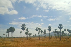 2026-01-05-to-Phnom-Penh-savanna