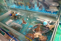 2025-12-09-Manzhouli-supermarket-lyagushki