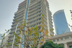 2025-12-14-Shanghai-shanhaj-utro-dom-derevo