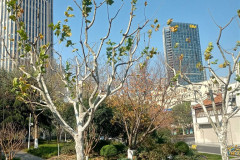 2025-12-14-Shanghai-utro-gorod-6