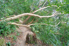 2025-12-18-Penang-Pejabat-Taman-Negara-tropinka-10