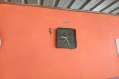 2025-12-23-Taman-Negara-Kuala-Tahan-gekkony