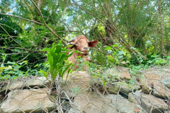 2025-12-23-Taman-Negara-Kuala-Tahan-kozel-2