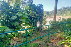 2025-12-22-Taman-Negara-Mutiara-Resort-10-obezyany