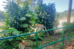 2025-12-22-Taman-Negara-Mutiara-Resort-11-obezyany