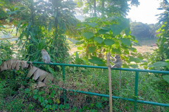 2025-12-22-Taman-Negara-Mutiara-Resort-17-obezyany