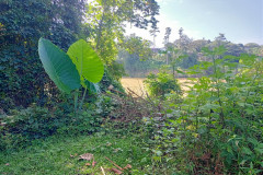 2025-12-22-Taman-Negara-Mutiara-Resort-19