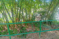 2025-12-22-Taman-Negara-Mutiara-Resort-4-obezyany