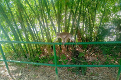 2025-12-22-Taman-Negara-Mutiara-Resort-5-obezyany