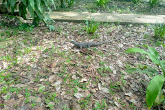 2025-12-22-Taman-Negara-Mutiara-Resort-Varan-2