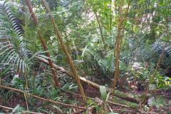 2025-12-23-Taman-Negara-Mutiara-Les-u-reki-10