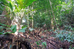 2025-12-23-Taman-Negara-Mutiara-Les-u-reki-11