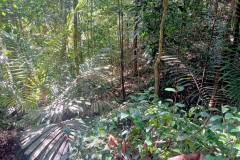 2025-12-23-Taman-Negara-Mutiara-Les-u-reki-12