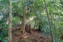 2025-12-23-Taman-Negara-Mutiara-Les-u-reki-13