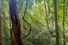 2025-12-23-Taman-Negara-Mutiara-Les-u-reki-15