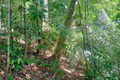 2025-12-23-Taman-Negara-Mutiara-Les-u-reki-16