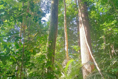 2025-12-23-Taman-Negara-Mutiara-Les-u-reki-17