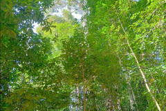 2025-12-23-Taman-Negara-Mutiara-Les-u-reki-19