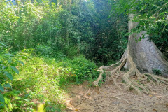 2025-12-23-Taman-Negara-Mutiara-Les-u-reki-2