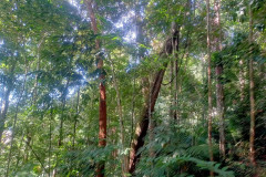 2025-12-23-Taman-Negara-Mutiara-Les-u-reki-21