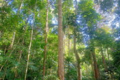 2025-12-23-Taman-Negara-Mutiara-Les-u-reki-22