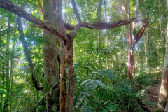 2025-12-23-Taman-Negara-Mutiara-Les-u-reki-23