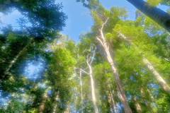 2025-12-23-Taman-Negara-Mutiara-Les-u-reki-25