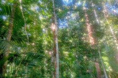 2025-12-23-Taman-Negara-Mutiara-Les-u-reki-26